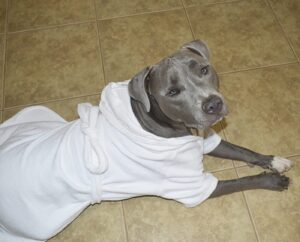White Mid Weight Cotton Terry Cloth Big Dog Bathrobe - Image 3