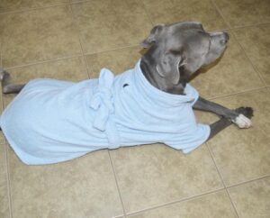 Blue Mid Weight Cotton Terry Cloth Big Dog Bathrobe - Image 5