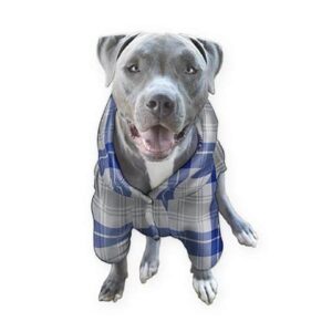 deep chested dog clothes