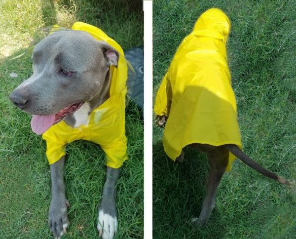 dog raincoat with hood