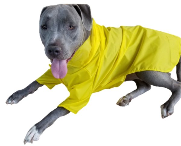 large Dog clothing
