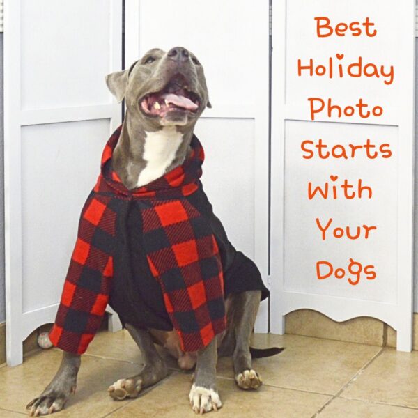 pitbull in red pajama