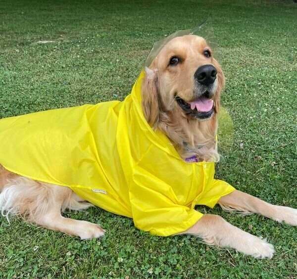Golden retriever wearing large raincoat