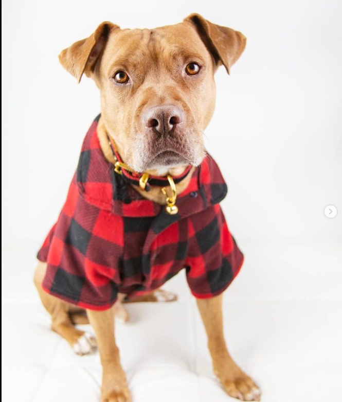 Pitbull wearing perfect fir dog pajama