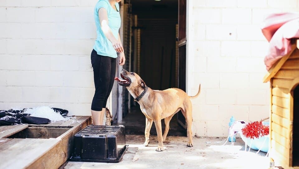 big dogs in apartment