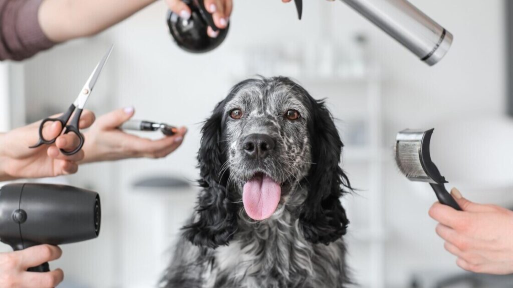 Essential Summer Grooming Tips For Big Dogs