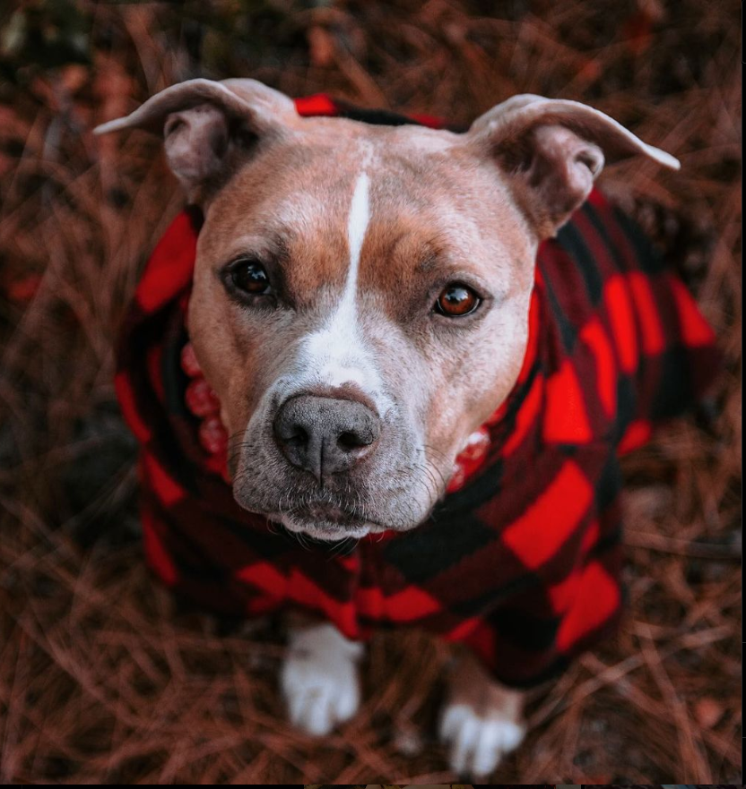 pitbull wearing dog pajama for big dogs in fall