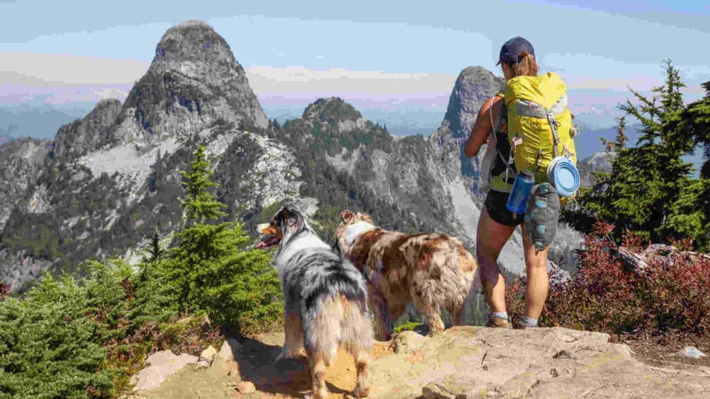 5 Essential Tips for Hiking with Your Large Breed Dog BigDogsCloset