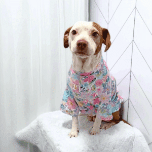Spring Dog Shirt
