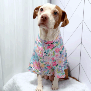 Dog Tee Spring