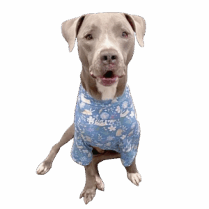 Big Dog Floral
