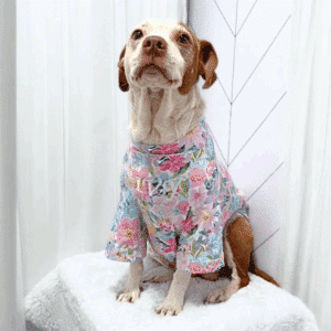 Dog Spring Top